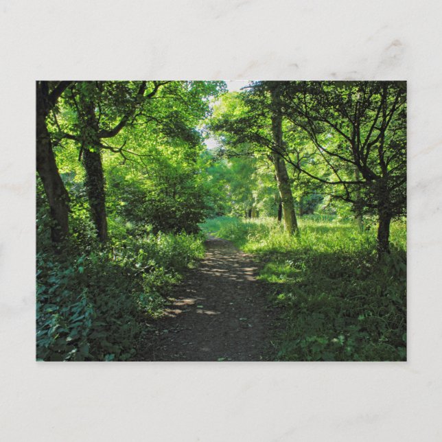 Woodland Path. Blackweir Woods, Cardiff, Wales. Postcard (Front)