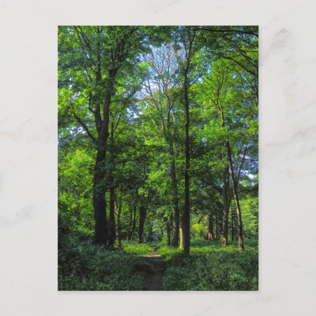 Woodland Path. Blackweir Woods, Cardiff, Wales. Postcard (Front)