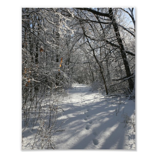 Woodland Path In A Winter Snow Photo Print (Front)