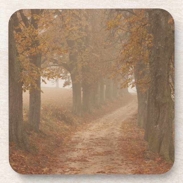 Woodland Path Lined by Autumn Trees Coaster (Front)