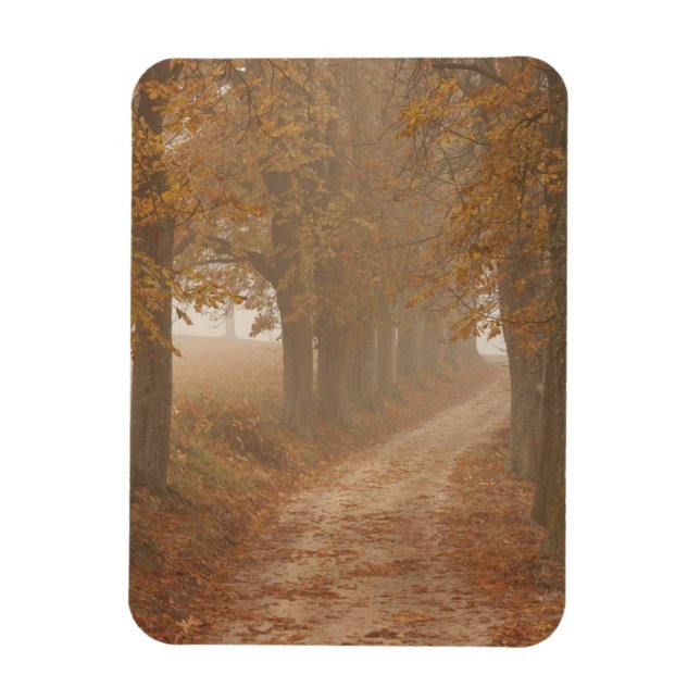 Woodland Path Lined by Autumn Trees Photo Magnet (Vertical)