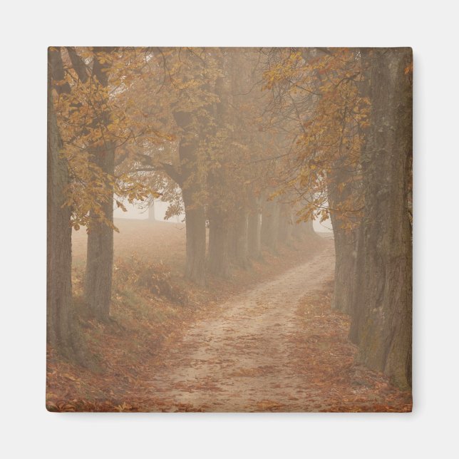 Woodland Path Lined by Autumn Trees Photo Magnet (Front)