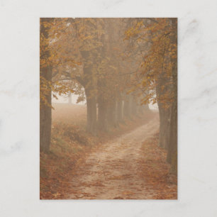 Woodland Path Lined by Autumn Trees Postcard