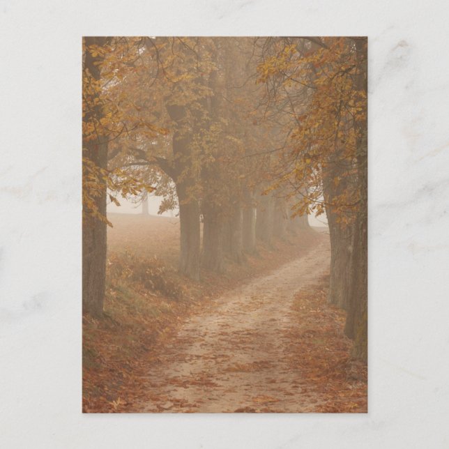 Woodland Path Lined by Autumn Trees Postcard (Front)