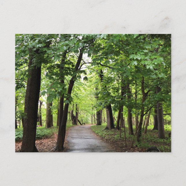 Woodland Path Postcard (Front)