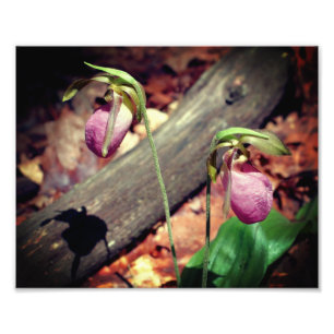 Woodland Pink Wild Lady Slipper Orchid Flower 8x10 Photo Print