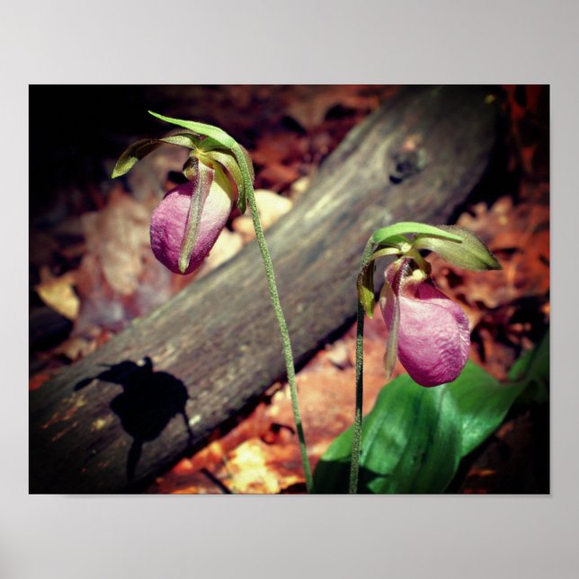 Woodland Pink Wild Lady Slipper Orchid Flowers Poster (Front)