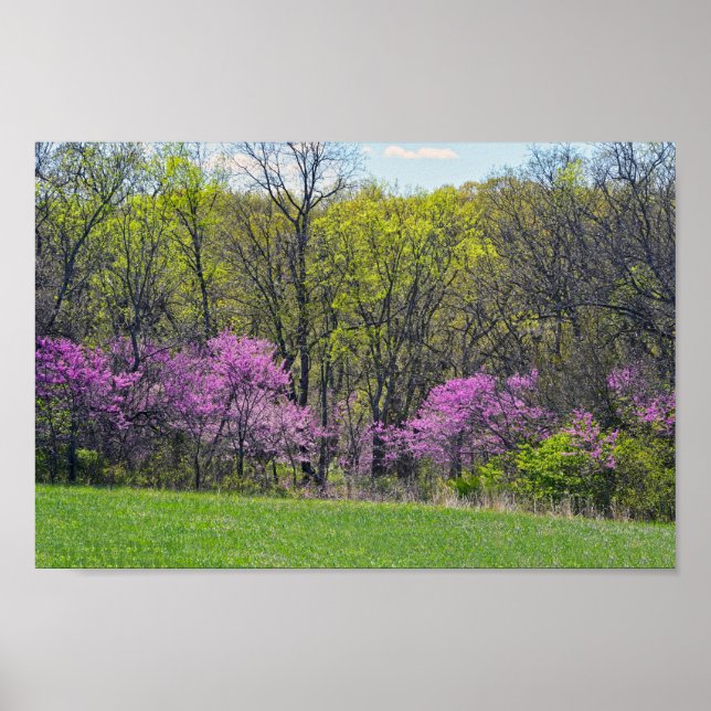 Woodland Redbud Trees Shawnee Mission Parks Kansas Poster (Front)