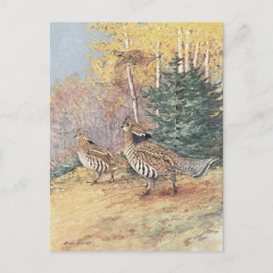 Woodland Ruffed Grouse Postcard