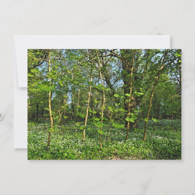 Woodland Scene. Blackweir Woods, Cardiff Card (Front)