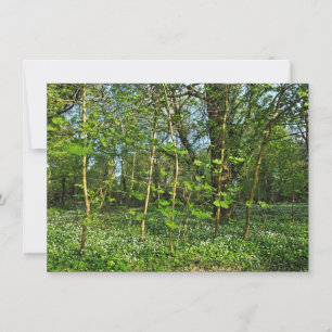 Woodland Scene. Blackweir Woods, Cardiff Card