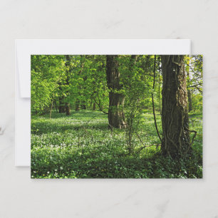 Woodland Scene. Blackweir Woods, Cardiff Card
