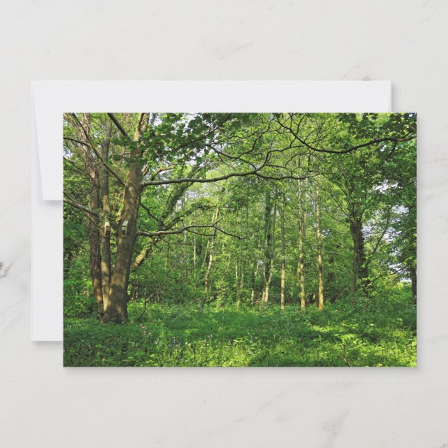 Woodland Scene. Blackweir Woods, Cardiff Card (Front)