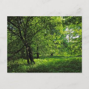 Woodland Scene. Blackweir Woods, Cardiff Postcard