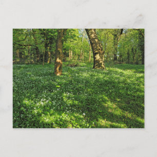 Woodland Scene. Blackweir Woods, Cardiff Postcard