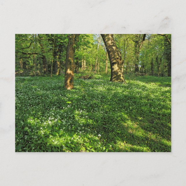 Woodland Scene. Blackweir Woods, Cardiff Postcard (Front)