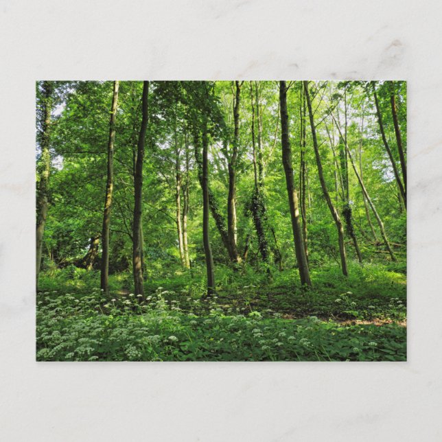 Woodland Scene. Blackweir Woods, Cardiff Postcard (Front)