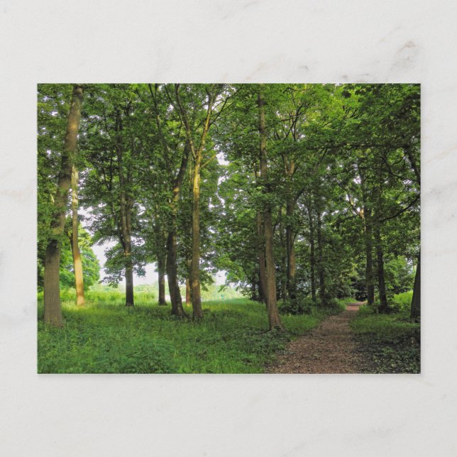 Woodland Scene. Blackweir Woods, Cardiff Postcard (Front)