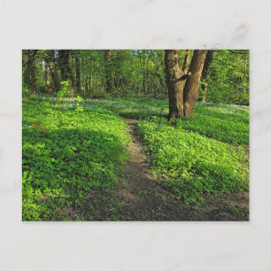 Woodland Scene. Blackweir Woods, Cardiff Postcard