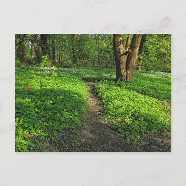 Woodland Scene. Blackweir Woods, Cardiff Postcard (Front)