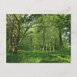 Woodland Scene. Blackweir Woods, Cardiff Postcard