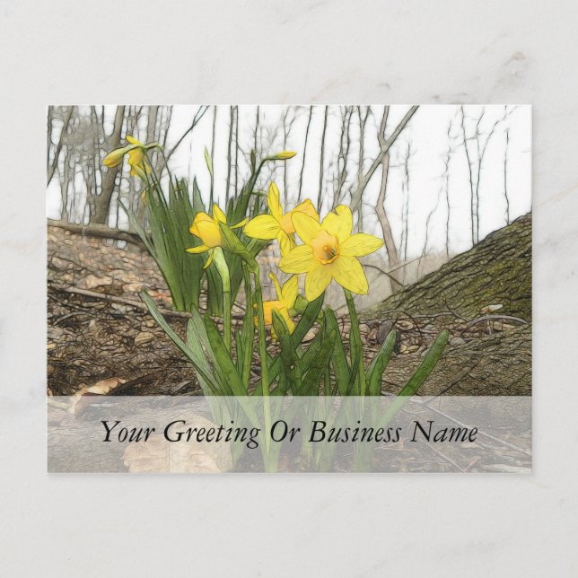 Woodland Scene - Daffodils Postcard (Front)
