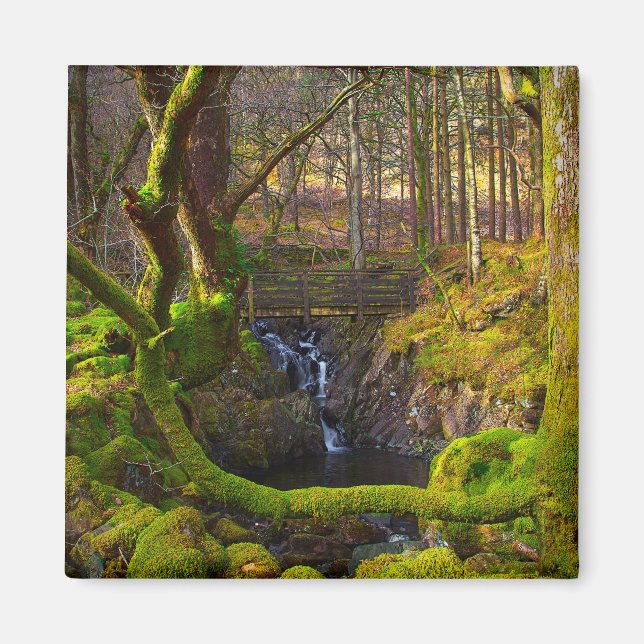 Woodland Scene Magnet (Front)