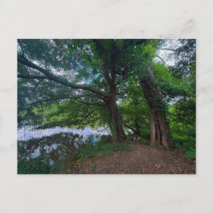 Woodland Scene Near Covington Georgia Postcard