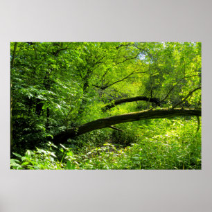 Woodland Scene Poster