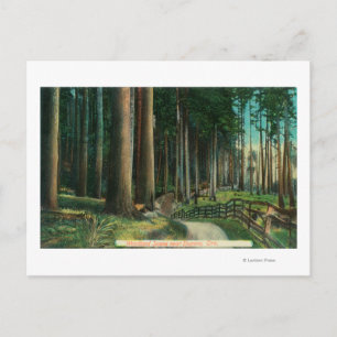 Woodland SceneEugene, OR Postcard