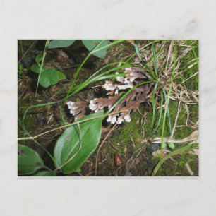 Woodland Secret Garden Postcard