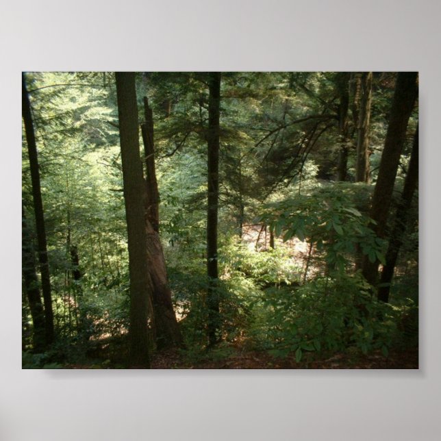 Woodland Serenity Poster (Front)