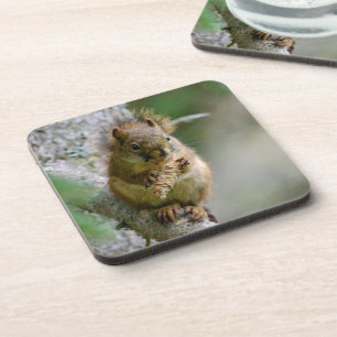 Woodland Squirrel – Wildlife Design Coaster