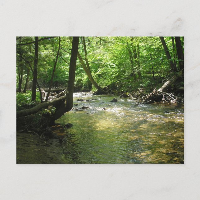 "Woodland Stream"  Postcard (Front)