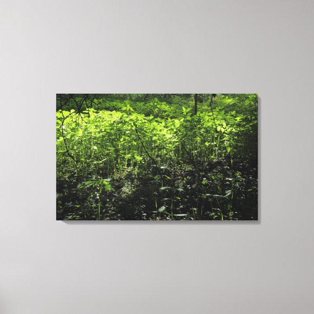 Woodland Sunlight 03 Canvas Print (Front)