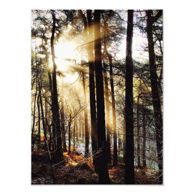 Woodland sunrise landscape, poster (Front)