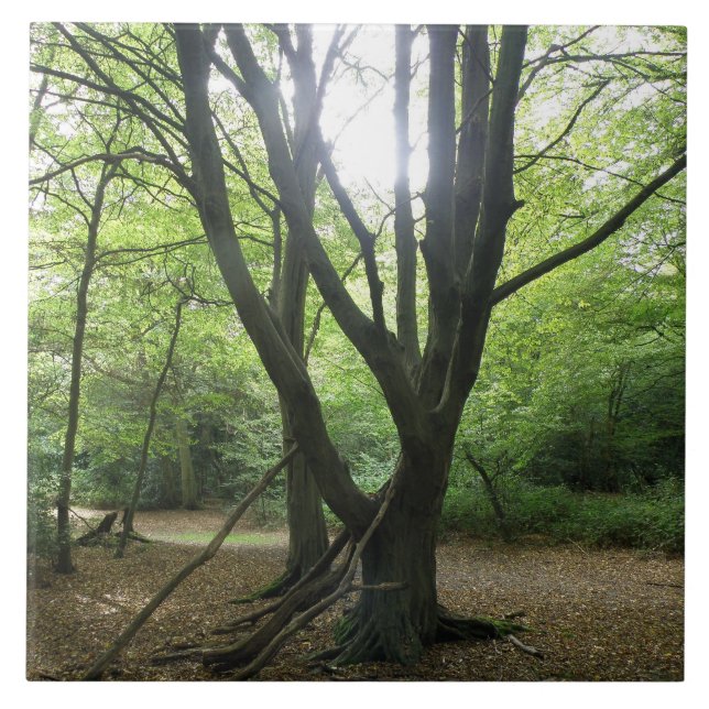 Woodland Sunshine Tile (Front)