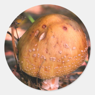 Woodland Wild Mushroom Nature  Classic Round Sticker