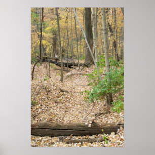 Woodland Window Poster