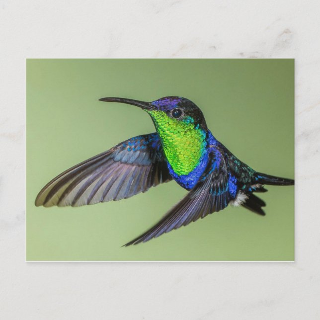 Woodnymph Hummingbird Postcard (Front)
