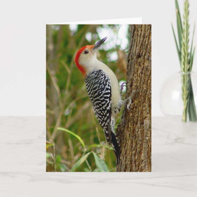 Woodpecker Bird Card (Front)