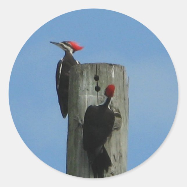 Woodpecker Birds on a Pole Classic Round Sticker (Front)