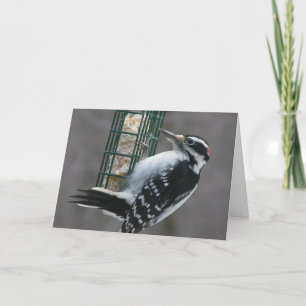 Woodpecker Birthday Card