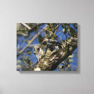 Woodpecker Canvas