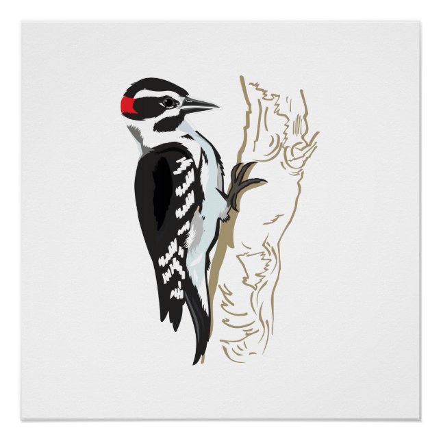 Woodpecker illustration poster (Front)