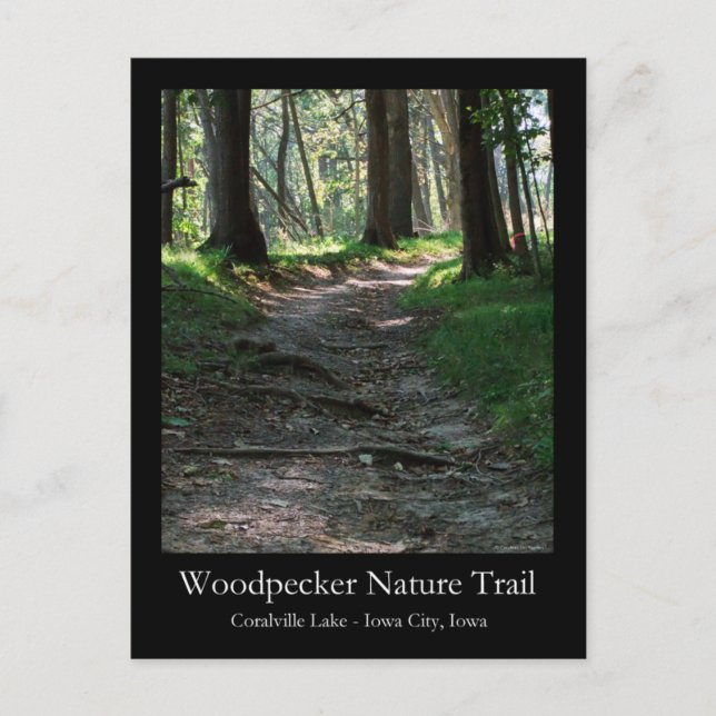 Woodpecker Nature Trail Postcard (Front)