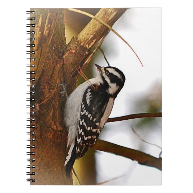Woodpecker Notebook (Front)