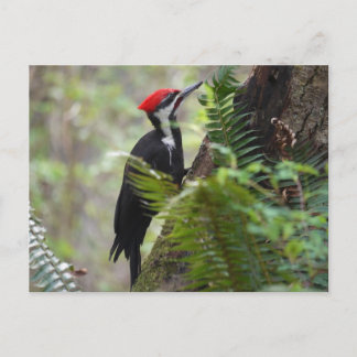 Woodpecker on tree postcard