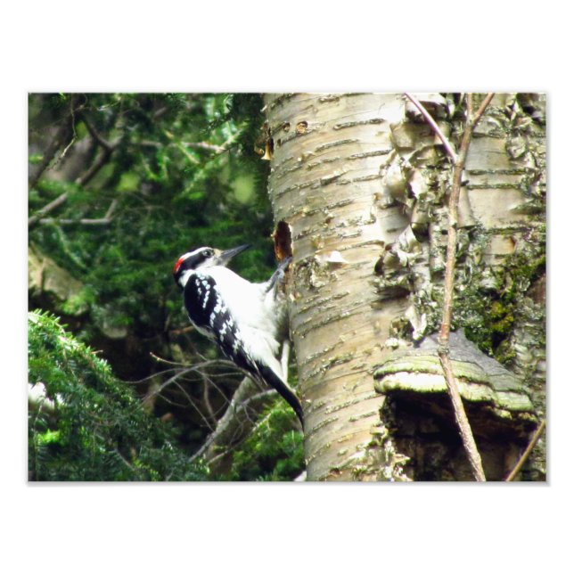 Woodpecker Photo Print (Front)