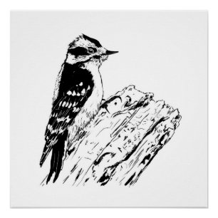 Woodpecker picture/ print / black and white